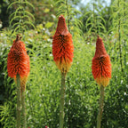 Kniphofia 'Alcazar' (floarea faclie)