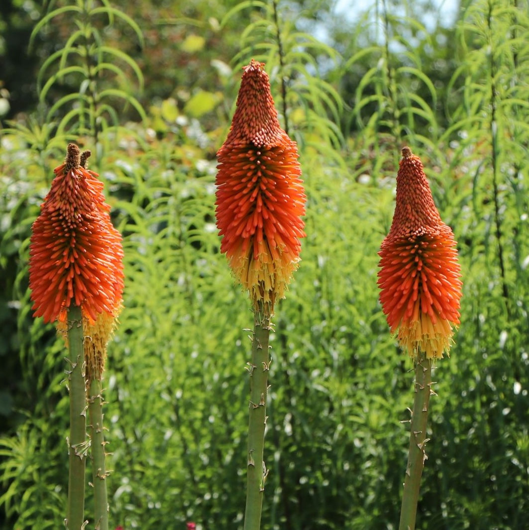 Kniphofia 'Alcazar' (floarea faclie)