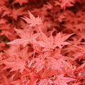 Acer palmatum 'Beni Maiko' (arce japonés)