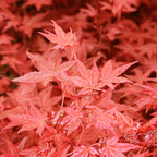 Acer palmatum 'Beni Maiko' (arce japonés)