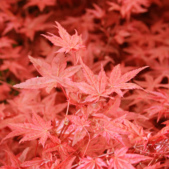 Acer palmatum 'Beni Maiko' (artar japonez)