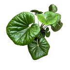 Farfugium japonicum 'Giganteum' (Green Giant, Giant Leopard)