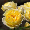 Rosa 'Faustinia'® - Trandafir floribunda, flori parfumate