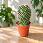 Mammillaria matudae - Columnar cactus with pink flowers