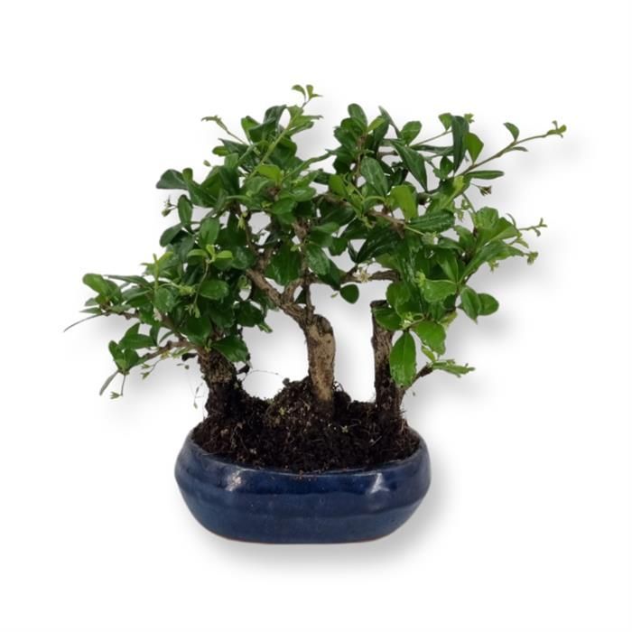 Bonsai Carmona forest 3pp