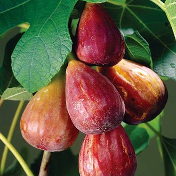 Smochin - Ficus carica 'Lungo Del Portogallo'