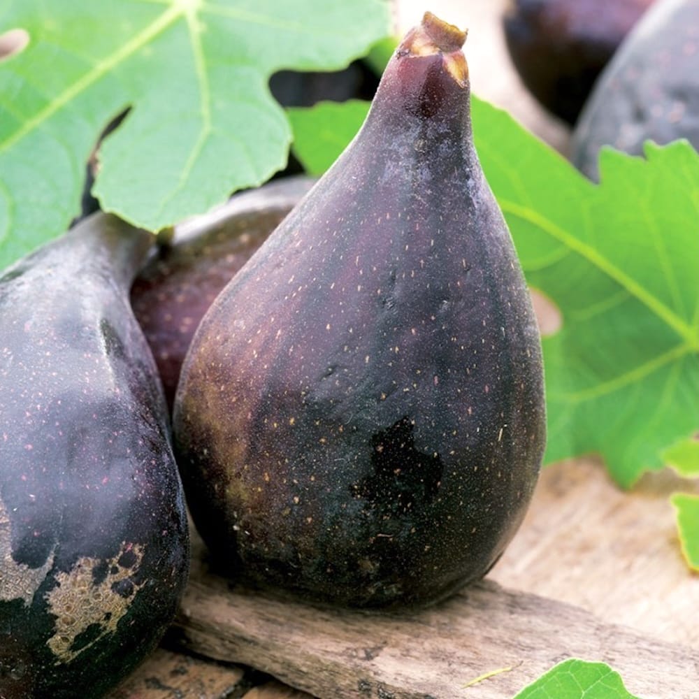 Smochin compact - Ficus carica 'Little Miss Figgy' (Ficus carica 'Majoam')