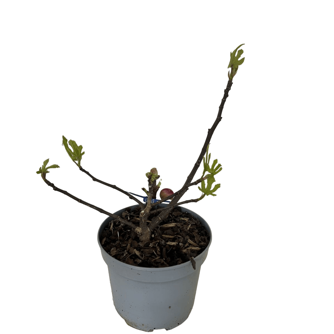Smochin - Ficus carica 'Little Miss Figgy' (Ficus carica 'Majoam')