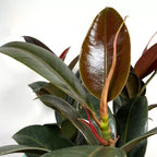 Ficus elastica 'Melany'