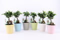 Bonsai - Ficus Microcarpa Ginseng (decorative pot included)