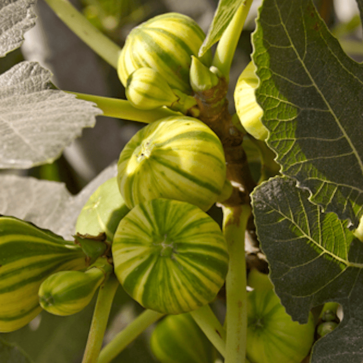 Ficus Carica PANACHEE - Ficus carica 'Bizzaria Di Sori'