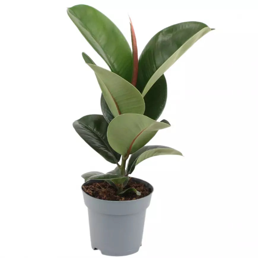 Ficus Elastica Cloe (arborele de cauciuc)