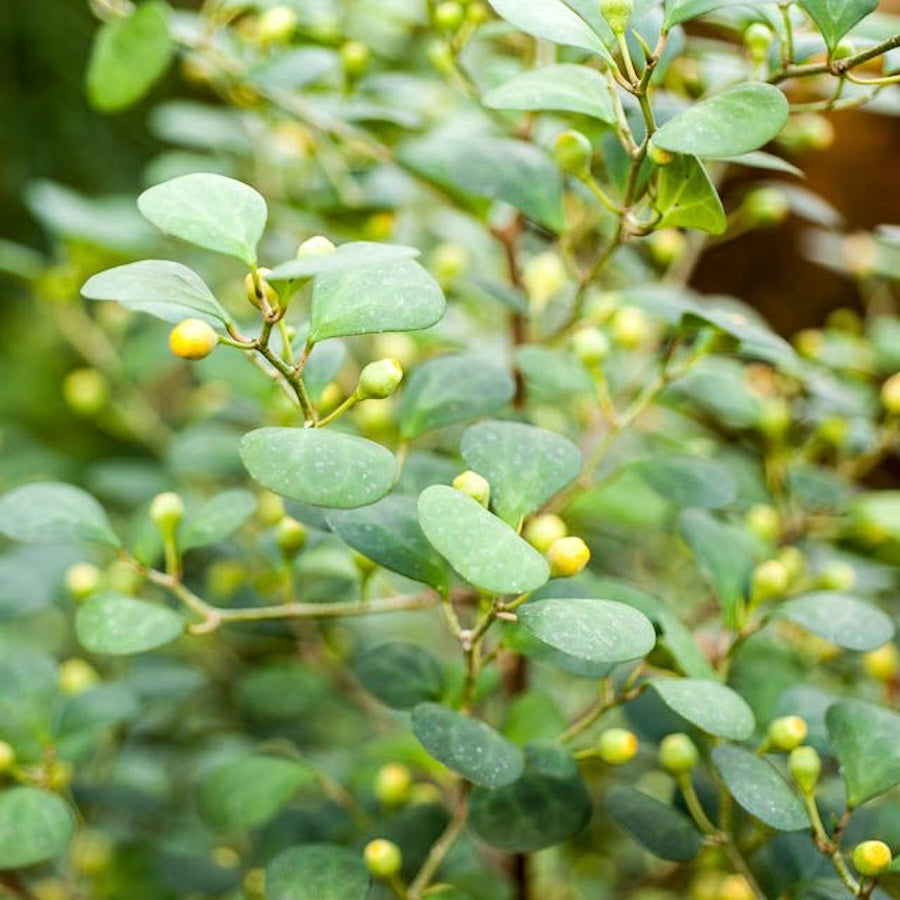 Ficus deltoidea (mistletoe fig)