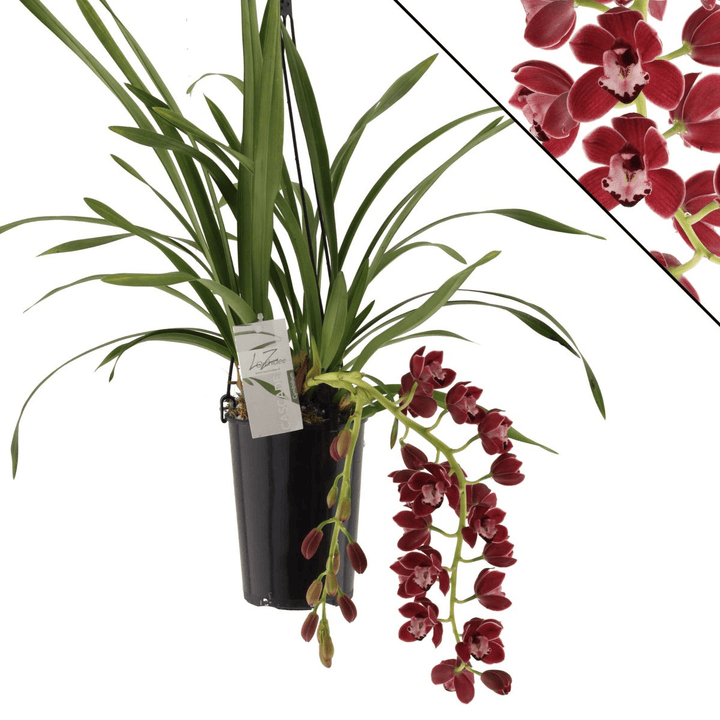 Cymbidium Fido