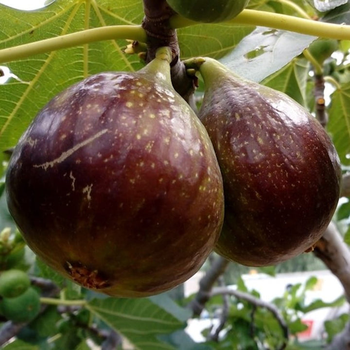 Ficus carica ‘Domenico Tauro’