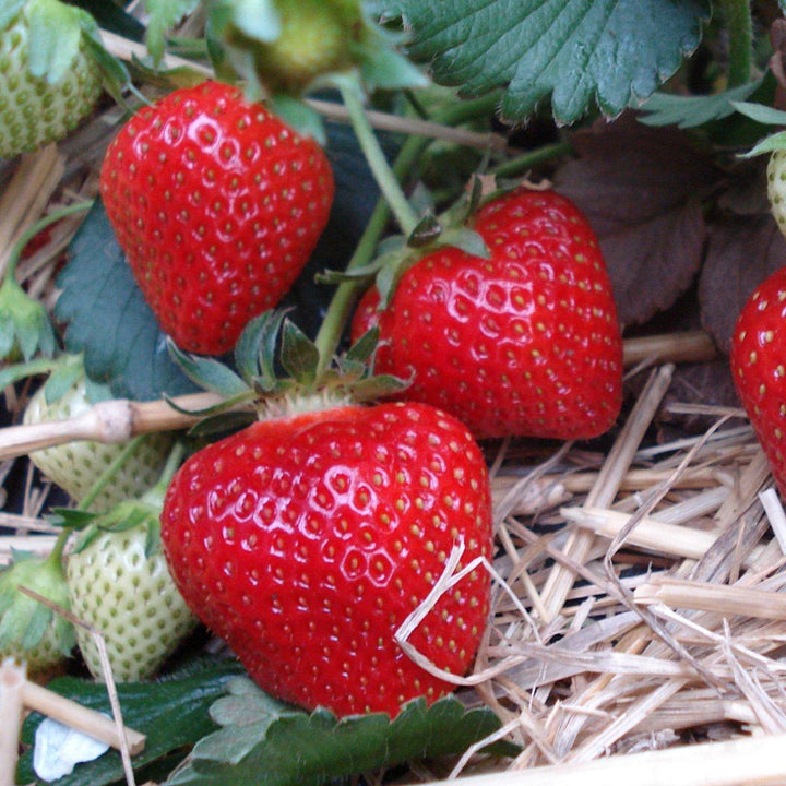 Fragaria x ananassa 'Korona'