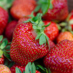 Fragaria x ananassa 'Elsanta'