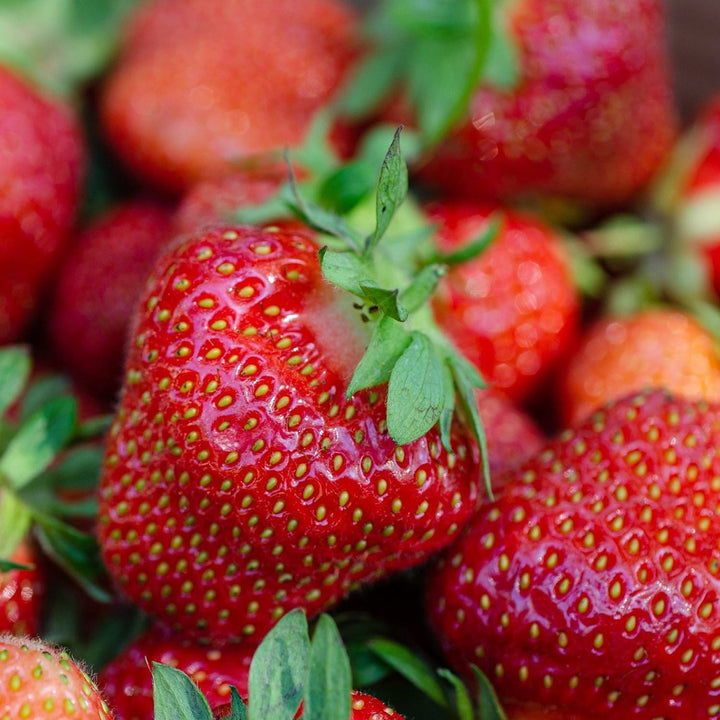 Fragaria x ananassa 'Elsanta'