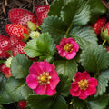 Capsun remontant - Fragaria × ananassa 'Toscana' (Everbearing Strawberry)