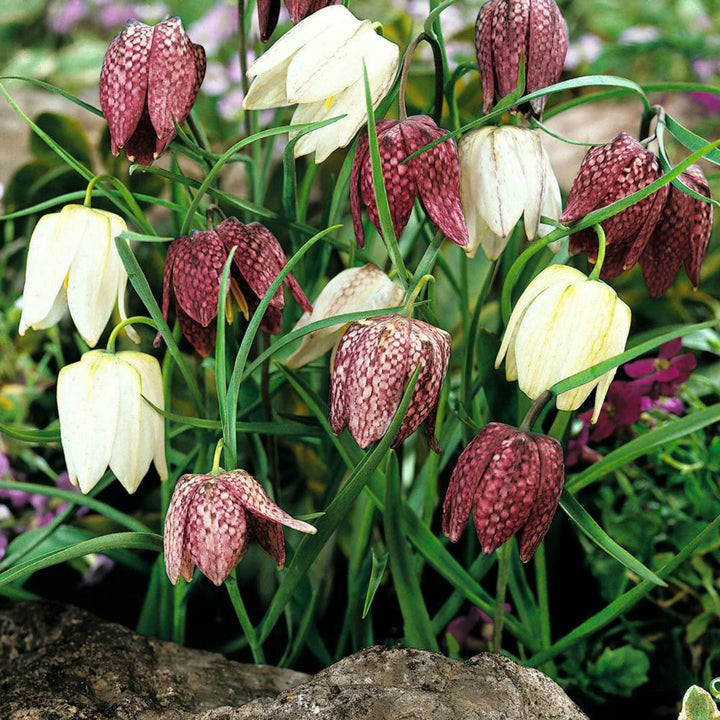 Bulbi de Fritillaria meleagris - mix in ghiveci