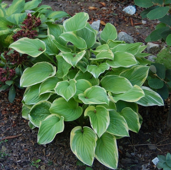 Hosta 'Frozen Margarita' (Plantain Lily 'Frozen Margarita') - autumn l ...