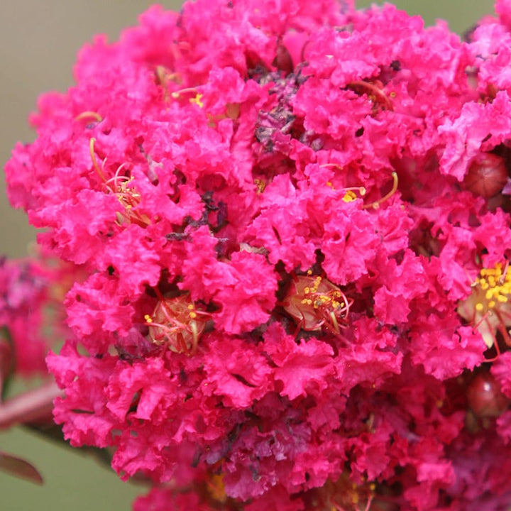 Lagerstroemia indica 'Braise d'Ete'