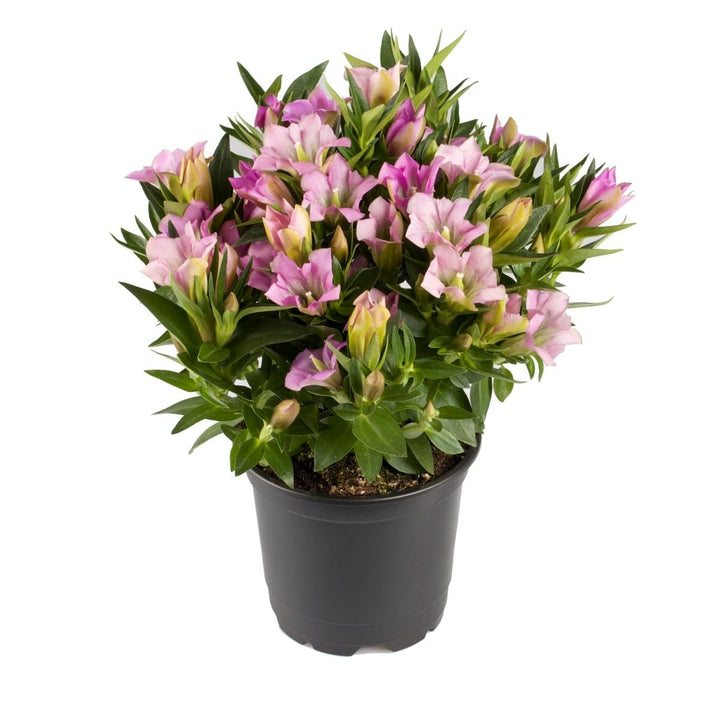 Gentiana scabra 'Rocky Diamond Pink Star'