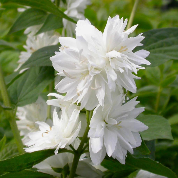 Philadelphus 'Minnesota Snowflake' (Mock Orange)