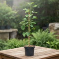 Ginkgo biloba - Arborele pagodelor