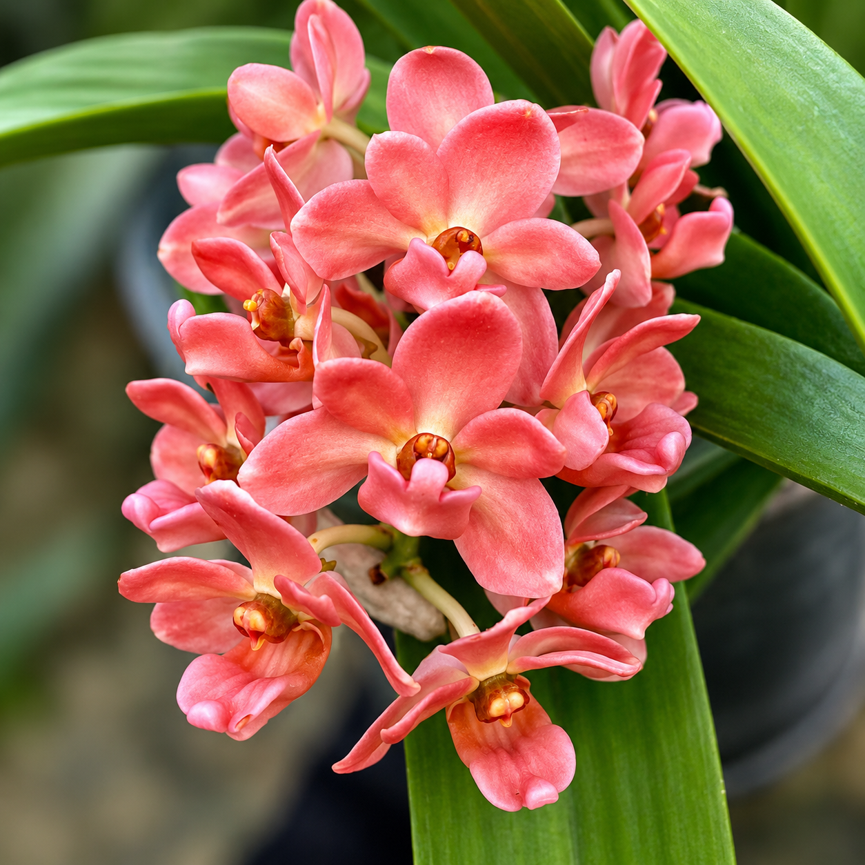 Rhynchostylis gigantea 'Orange'