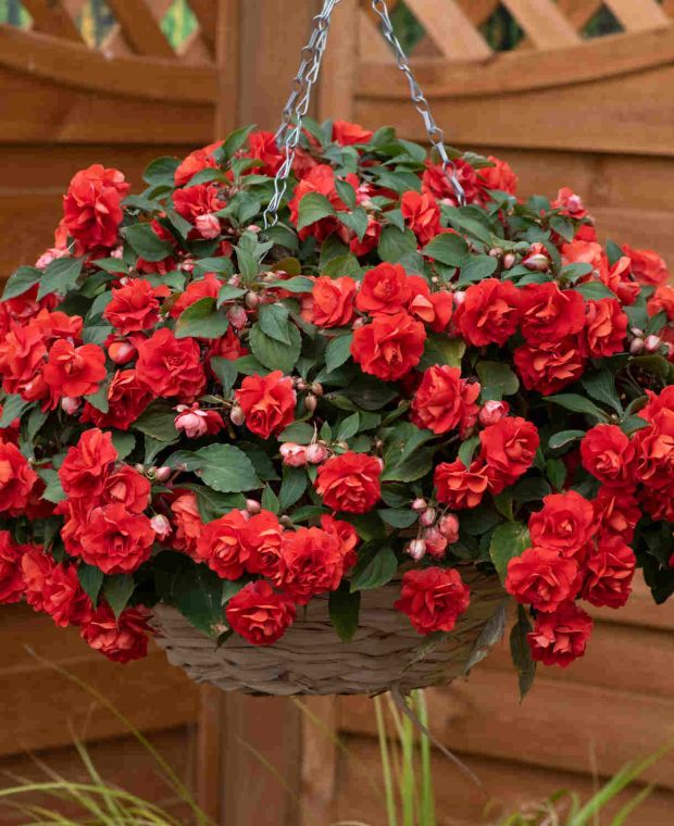 Impatiens Glimmer Double Fel Rood (kamerplant met dubbele rode bloemen)