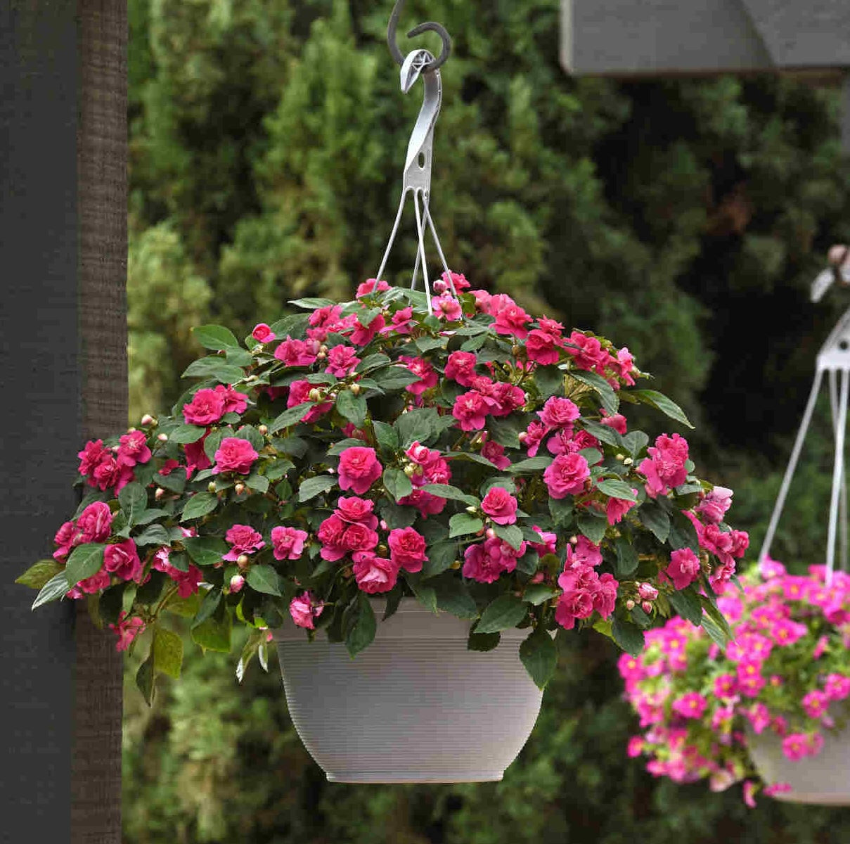 Impatiens Glimmer Double Hot Pink (sporul casei cu flori duble roz)