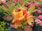Rhododendron 'Glowing Embers'