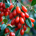 Lycium barbarum ‘New Big’ - goji cu fructe mari, dulci si foarte productive