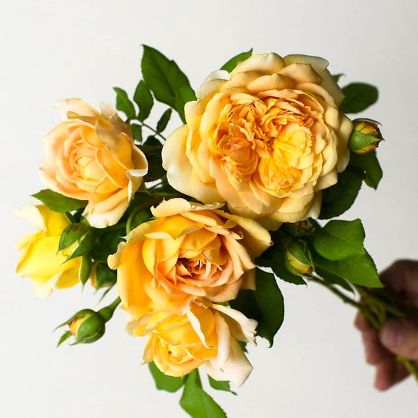 Rosa ‘Golden Celebration’® - Trandafir englezesc, David Austin
