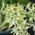 Gomesa crispa *parfumée