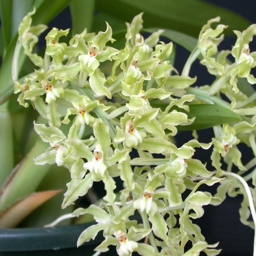 Gomesa crispa *parfumée