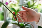 Keiki on a Phalaenopsis spike