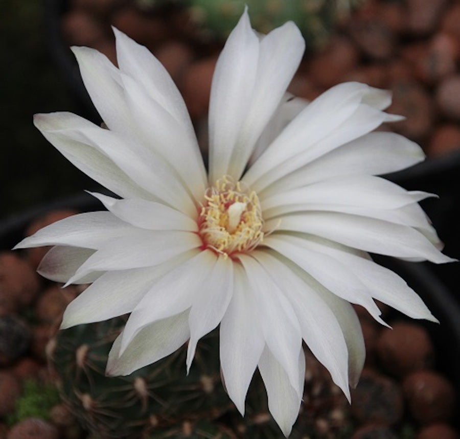 Gymnocalycium mesopotamicum