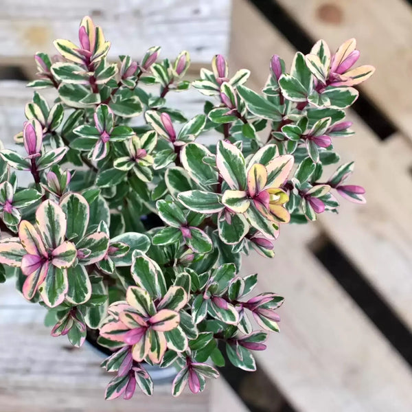 Hebe variegata 'Tricolor'