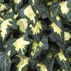 Iedera - Hedera helix 'Goldheart' D11