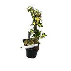 Iedera - Hedera helix 'Goldheart'
