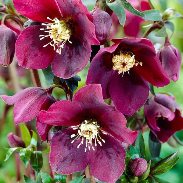 Helleborus orientalis ‘Hello Red’ (spanz)