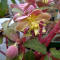 Helleborus lividus 'Pink Marble' - rózsaszín virágú hunyor