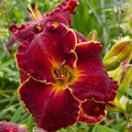 Hemerocallis ‘Naughty Red’ - rizomi de plantare