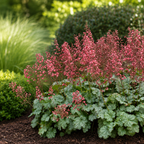 Heuchera 'Paris' XL – Purpurglöckchen mit silbernem Laub und rosa Blüten