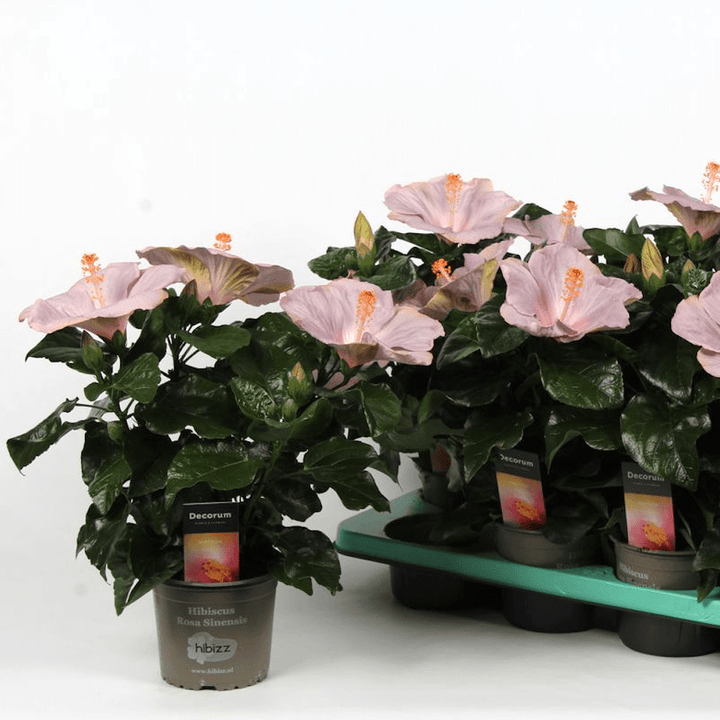 Hibiscus 'Ametist'