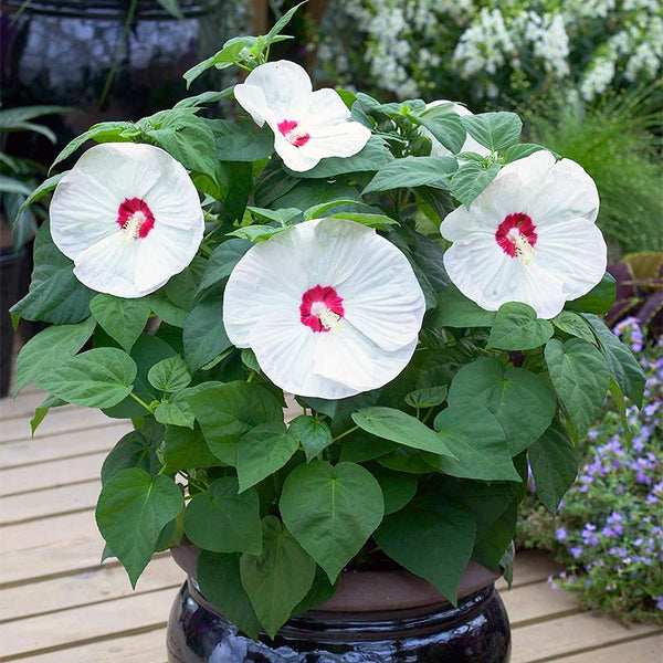 Hibiscus Moscheutos Luna White, flori albe XXL (de gradina)