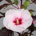Hibiscus moscheutos Carousel ‘Jolly Heart’ - tuinhibiscus met reusachtige witte bloemen