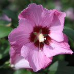 Hibiscus syriacus 'Pink Giant'
